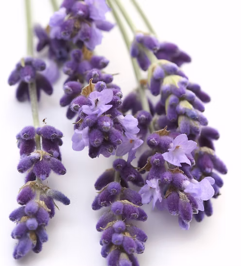 Detalle de una vara de lavanda cultivada en el domaine